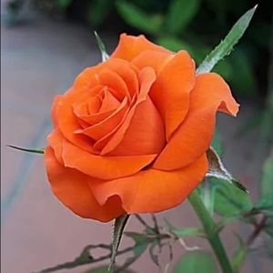 Meet your Posher, H.